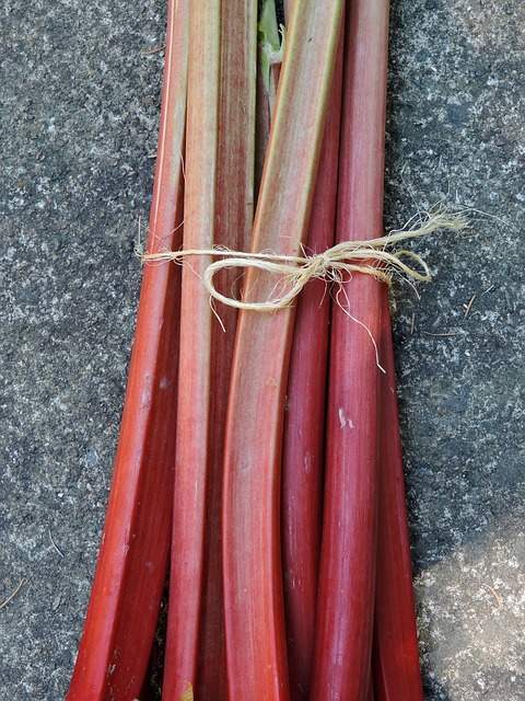 pink rhubarb ready to be cut into pieces for rhubarb cupcake recipe