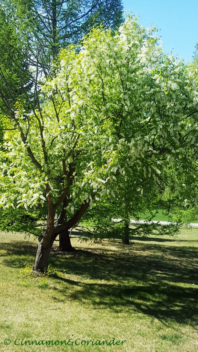 confederation park calgary