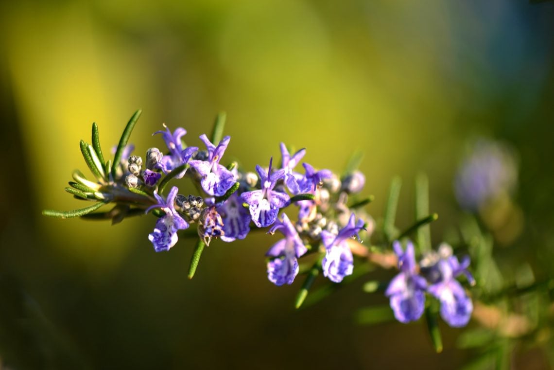 rosemary twig with little purple flowers