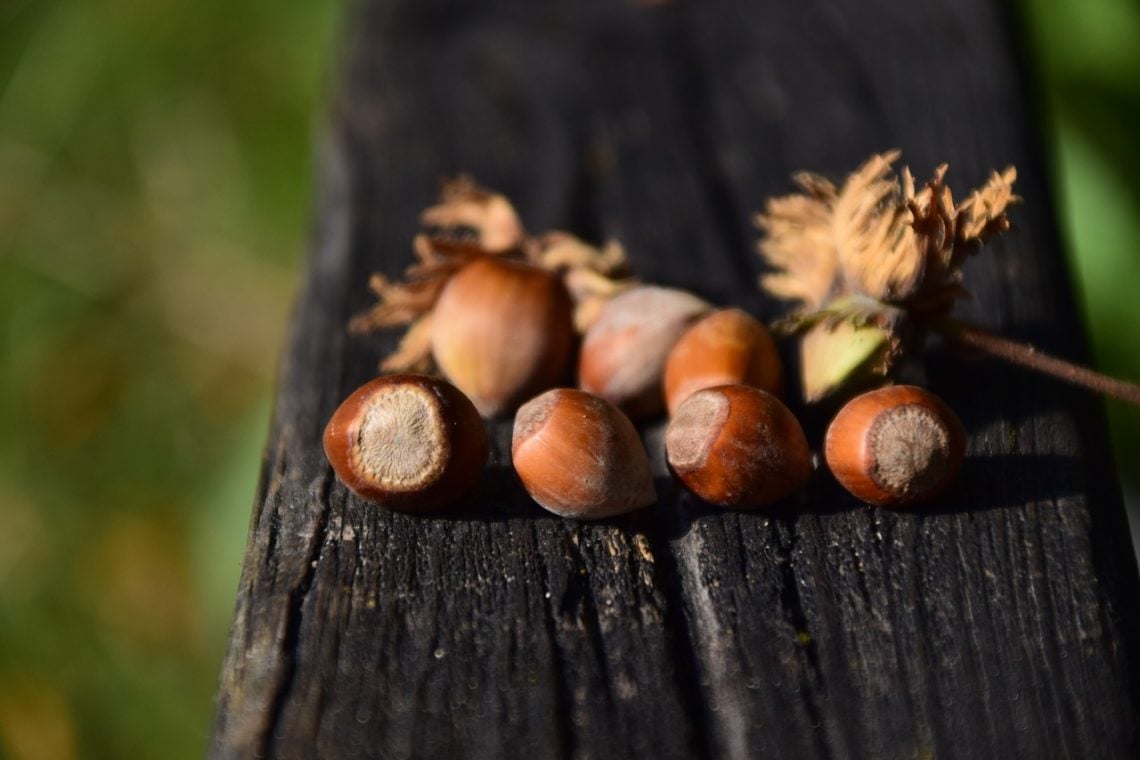hazelnuts on a wooden bench