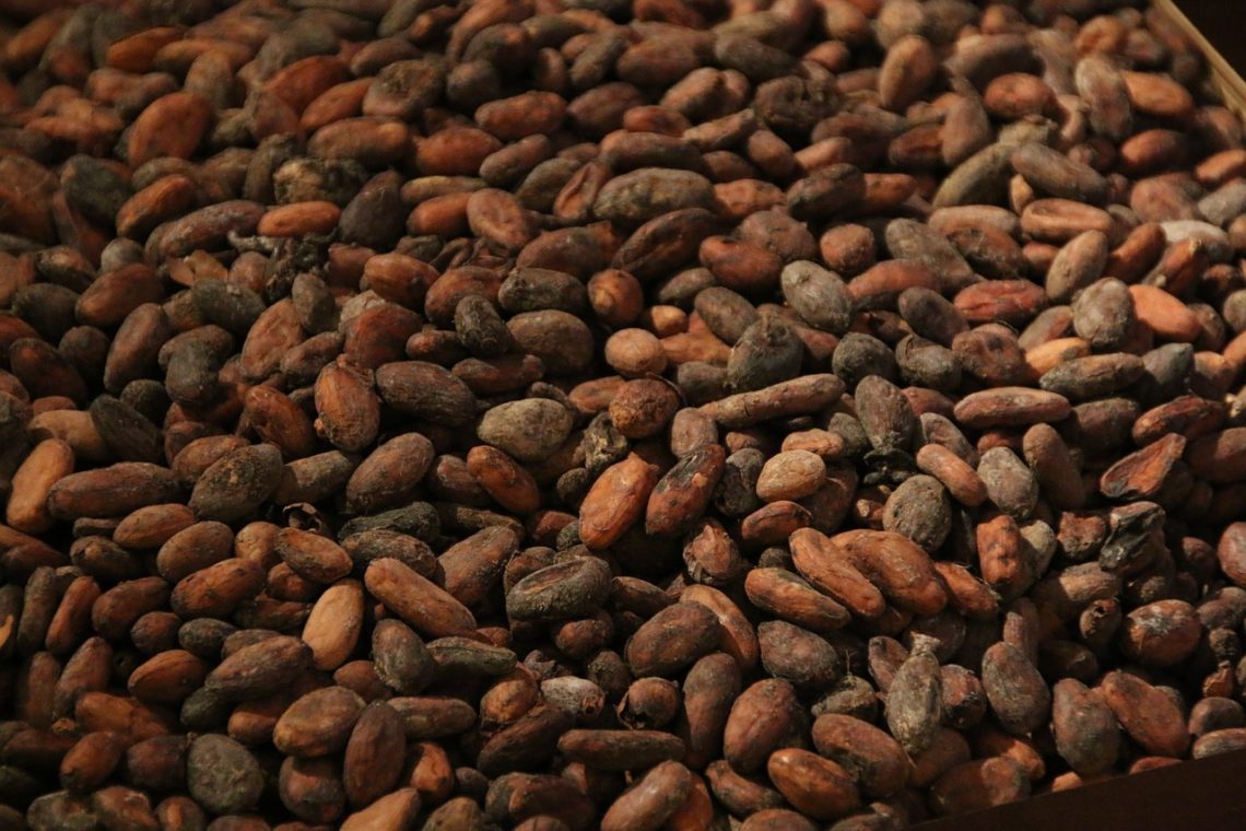 Raw cocoa beans picture