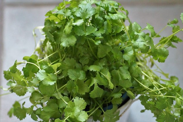 a bunch of fresh cilantro in a glass
