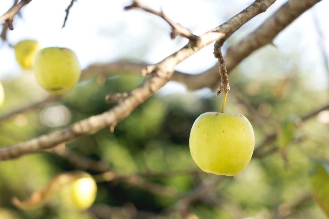 ein Golden Delicious Apfel hängt an einem Baum 