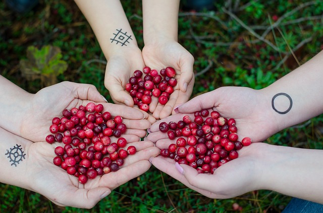 three woman hands holding fresh cranberries