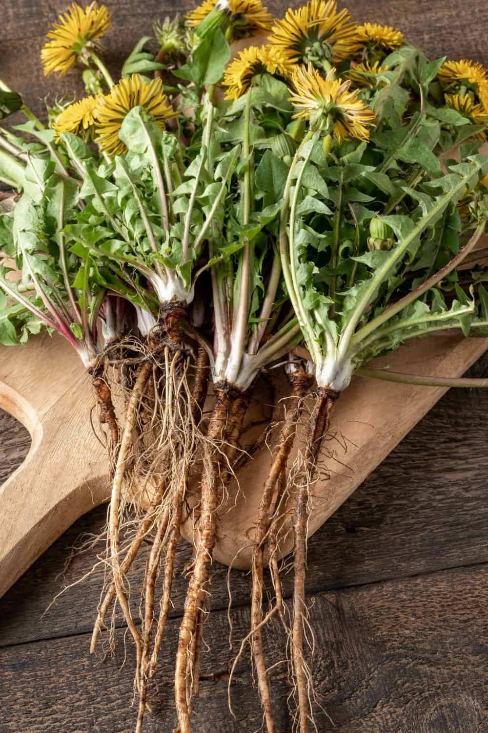 frisch geernteter Löwenzahn auf einem Holzbrett